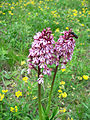 Orchis purpurea Thuringia, Germany