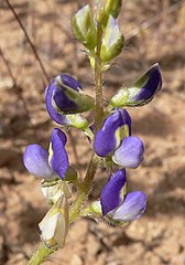 Lupinus flavoculatus (Yellow eyed lupine)