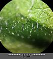 Bottom side of leaf with stellar hairs