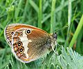 Krūminis satyriukas Coenonympha arcania