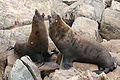 New Zealand Fur Seals