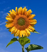 Helianthus annuus (Sunflower)