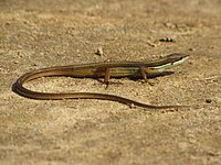 Takydromus khasiensis