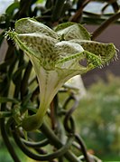 Ceropegia sandersonii