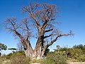 * Nomination Baobab dans le delta de l'Okavango - Botswana --BluesyPete 09:34, 11 February 2014 (UTC) * Decline  Oppose strong artefacts on the sky --A.Savin 11:23, 11 February 2014 (UTC)