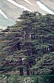 'Cedars of God', Lebanon