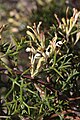 Hakea erinacea