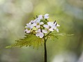 37 Knoblauchrauke (Alliaria petiolata)-20220502-RM-123023 uploaded by Ermell, nominated by Ermell,  17,  0,  0