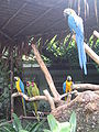 Macaws