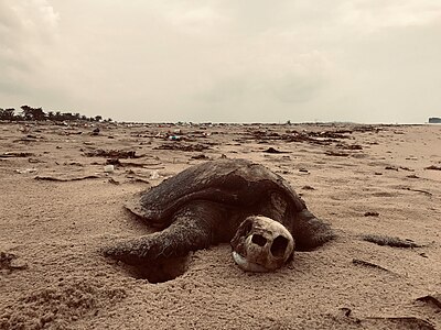 The Plastic sea series is a documentary of some of the devastating effects of human activities that affected and is still affecting the climate. Here we see a tortoise dieing due to climate chnage effect. Photographer : User:ItzAbdullahi