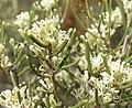 Hakea obliqua