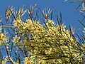 Hakea tephrosperma