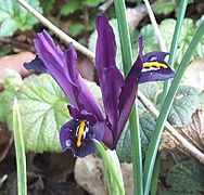 Iris histrioides