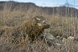 Komodo_pulau_Rinca