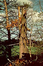 A tree after a lightning strike