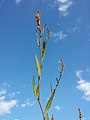 Inflorescence (individual with predominantly male flowers)