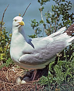 Larus smithsonianus-USFWS.jpg