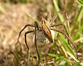 female carrying egg sac, seen from behind