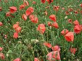 Papaver rhoeas