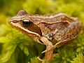 light striped young specimen