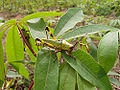 Zonocerus variegatus