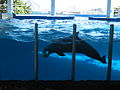 Bottlenose Dolphin