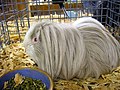 A prize-winning Silkie