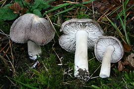 Tricholoma terreum 20061105wb.jpg