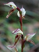 Acianthus fornicatus