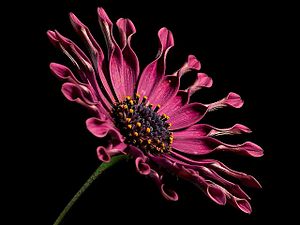 "African_daisy_flower.jpg" by User:Fæ