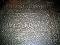 The gravestone of Linné and his father Carolus Linnaeus in the cathedral of Uppsala