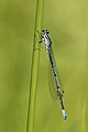 * Nomination Azure Damselfly (Coenagrion puella), young male, Chemnitz, Germany --LC-de 22:22, 6 June 2014 (UTC) * Promotion Good quality. --Joydeep 07:47, 7 June 2014 (UTC)