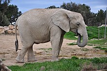 Elephant-Sigean.JPG