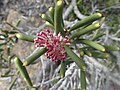 Hakea clavata