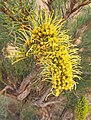 Hakea divaricata