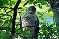 English: Chilean Hawk Accipiter chilensis (cat.)