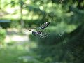 Spider eating a bee