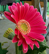 Gerbera (Gerbera)