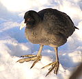 Eurasian Coot in Larvik, Norway, January 27