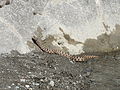 Vipera near river