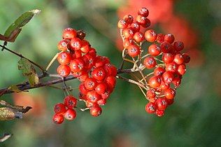 Rowan-berries