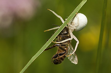 "Crab-Spider with bee in Bratental near Göttingen" by User:Suhaknoke