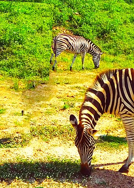 A Zebra Grazing At Mole National Park. Zebras are all with black and white stripes and are said to be native to Africa. Photograph: User:Tahiru Rajab