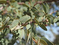 Lysiphyllum cunninghamii foliage.jpg