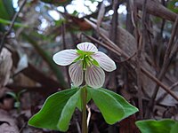 Oxalis obtriangulata