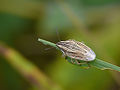 Smailiagalvė skydblakė Aelia acuminata