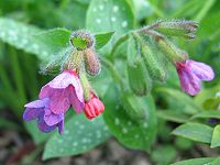 Pulmonaria officinalis Type species