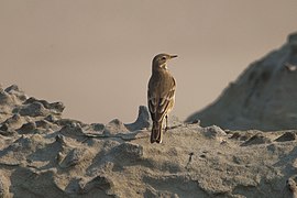 USFWS pipit (23744757912).jpg