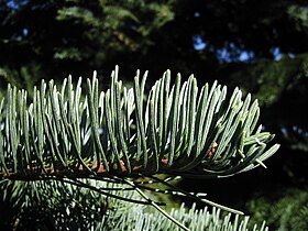 Abies magnifica