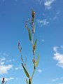 Inflorescence (individual with predominantly male flowers)